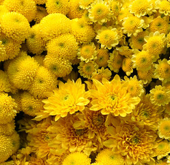 Flower Wall of bright yellow flowers.
Flowers wall background with amazing yellow chrysanthemum flowers. easter decoration, hand made Beautiful flower wall background. easter flower wall. happy spring