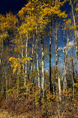 Vivid sunlit golden and orange leafed autumn trees against a dark blue sky.
