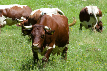 cows in a field