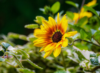 Closeup of a sunflower blossom