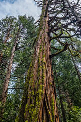 Giant redwoods of John Muir Woods park