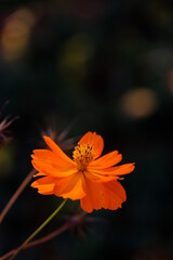 キバナコスモス