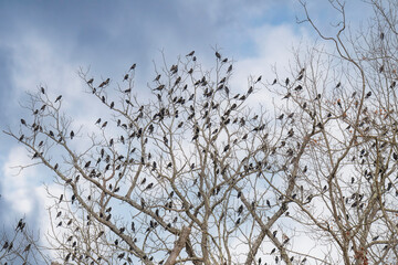 A mix of blackbrids and starlings fill and old black walnut tree on their migration south