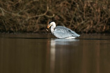 A Grey heron bird in a lake in a forest with a fish in its mouth