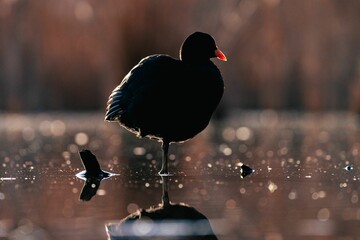 A Eurasian coot standing on one leg in a river