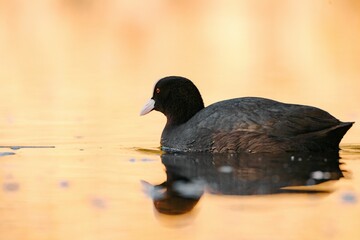 A Eurasian coot swimming in a river next to a forest