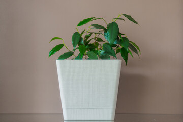 Small green ficus in white pot against background of beige wall. sprout. Houseplant. Layout or background with copy space. Beginning of growth.