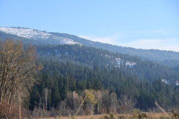 forest in the mountains
