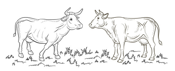Fototapeta premium Cow, vector image, black and white linear drawing. Coloring book for children, clipart. 