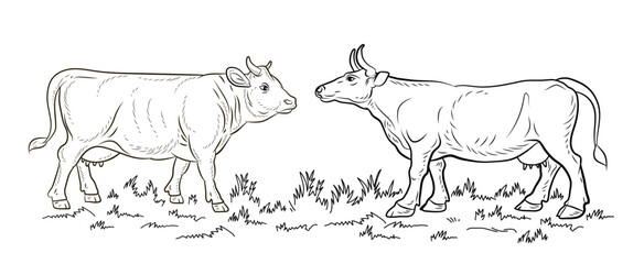Cow, vector image, black and white linear drawing.
Coloring book for children, clipart.
