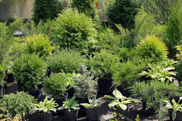 sale of coniferous plants for the design of the garden plot