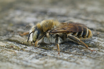Closeup of a brown hairy male of the Mediterranean wood-boring bee, Lithurgus Chrysurus
