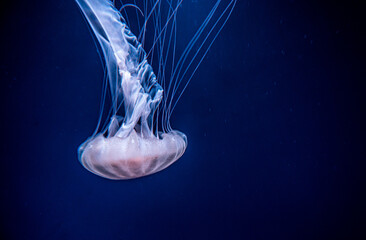 jelly fish in the Aquarium