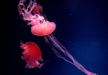 jelly fish in the Aquarium