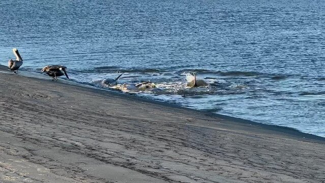 Atlantic Bottlenose Dolphins working together strand feeding in South Carolina with pelicans joining in