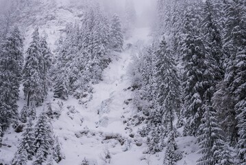 Low-angle view of a beautiful forest during winter