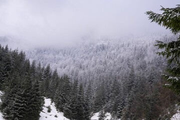 Low-angle view of a beautiful forest during winter