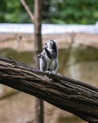 Vertical closeup of a lemur perched on a tree branch in the zoo