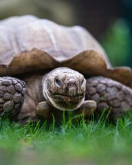 Vertical closeup of an African spurred tortoise on grass, against the blurred background