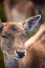 Closeup of a blinking fallow deer in Germany, Europe