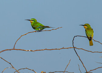 A green bee eater perching on a tree