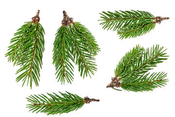 Fir branch isolated png transparent. christmas tree. Christmas green spruce branch. green fir tree branch. Object for christmas card, packaging, banner, calendar.