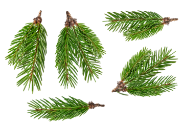 Fir branch isolated png transparent. christmas tree. Christmas green spruce branch. green fir tree branch. Object for christmas card, packaging, banner, calendar.