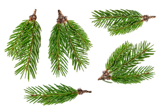 Fir branch isolated png transparent. christmas tree. Christmas green spruce branch. green fir tree branch. Object for christmas card, packaging, banner, calendar.