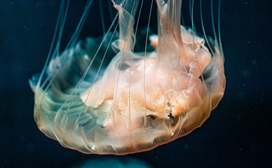 jelly fish in the Aquarium