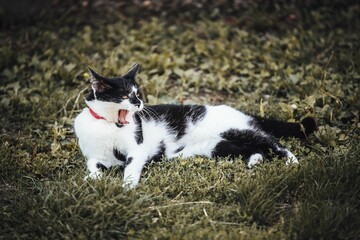 Cute black and white cat lying on the grass and yawning