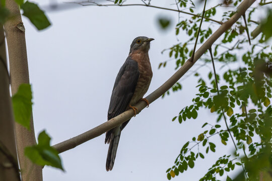 Common hawk-cuckoo (Hierococcyx varius) at Rabindra Saravar, Kolkata, India