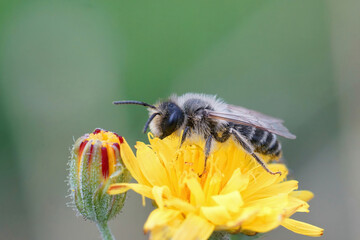 Closeup on a male Yellow legged mining bee, Andrena flavipes on a yellow flower