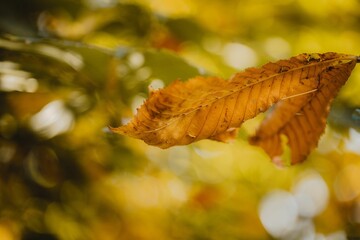Closeup of a yellowing maple leaf under the bright sunlight in autumn