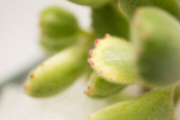 Succulent (Echeveria, crassula, aeonium, cotyledon, lithops, kalanchoe, caudex, etc)