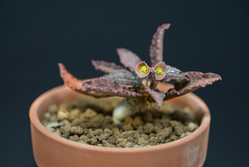 Succulent (Echeveria, crassula, aeonium, cotyledon, lithops, kalanchoe, caudex, etc)