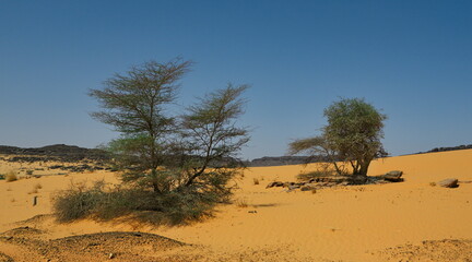 West Africa. Mauritania. Panorama of endless sand dunes of the Sahara desert with lonely trees and shrubs (acacia, saxaul).