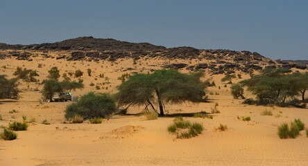 Fototapeta na wymiar West Africa. Mauritania. Panorama of endless sand dunes of the Sahara desert with lonely trees and shrubs (acacia, saxaul).