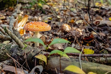 Closeup of a mushroom growing in the rainforest