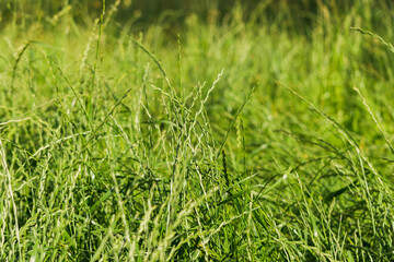 Natural background of green grass and blurred bokeh. Selective focus of natural plant in field
