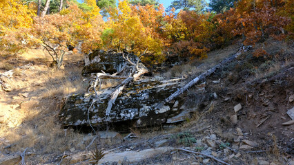 Colorful autumn scenery in the forest,  faall colors, fall