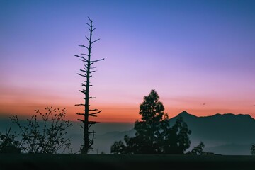 Silhouettes of bushes and trees surrounded by mountains during a beautiful sunset