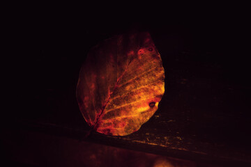 Autumn single leaf 
