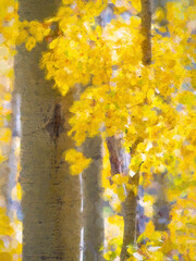 Golden Fall Aspen Leaves And Trunks