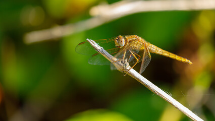 A big yellow dragonfly in the wild