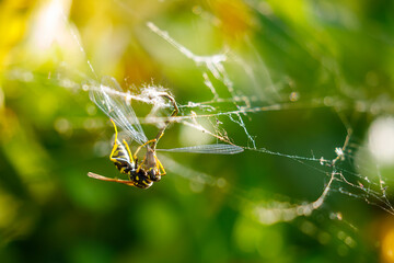 A wasp is killing a damselfly 