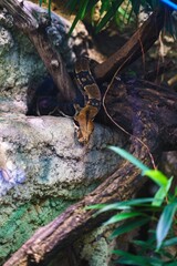 Vertical shot of a big Reticulated python (Malayopython reticulatus) in a zoo cage