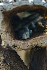 Vertical shot of a Prehensile-tailed skink (Corucia zebrata) hiding in an empty tree trunk in a zoo