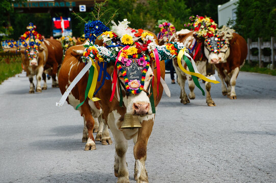 Almabtrieb in &Ouml;sterreich mit bunt geschm&uuml;ckten Rindern