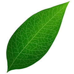 illustration of a detailed green plant leaf