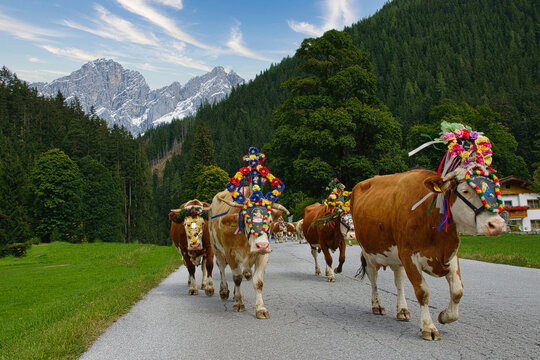 Almabtrieb in &Ouml;sterreich mit bunt geschm&uuml;ckten Rindern